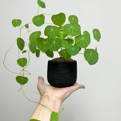 红藤山乌龟盆栽金不换植物桌面爬藤绿植水培多肉圆叶山乌龟带芽发 - 图3