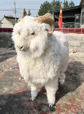 1：1仿真山羊绵羊模型奶粉店橱窗装饰摆件标本拍摄道具动农场展览