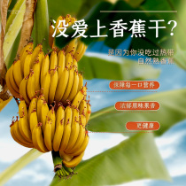 The life of a straight-to-podcast longing is the same#水果干推荐吃云南特产版纳香蕉干满156