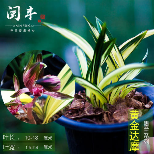 矮种兰花苗墨兰黄金中透艺缟带花苞达摩兰花艺草兰草盆栽花卉袖珍 - 图2