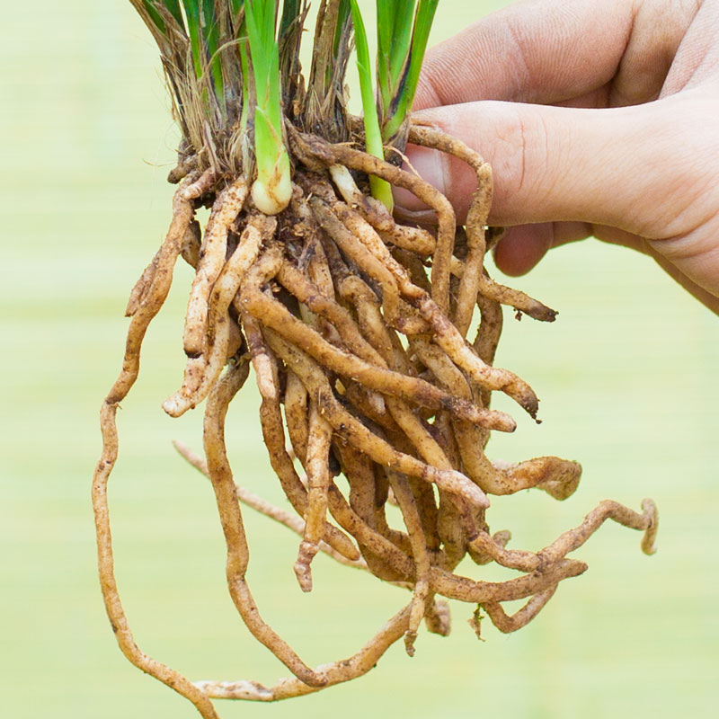 【逸品】兰花苗春兰名贵盆栽花卉植物室内兰草国兰浓香不带花苞 - 图2