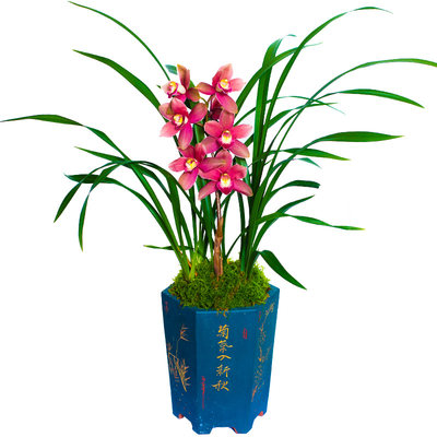 兰花盆栽植物名贵花苗浓香带花苞兰花苗四季兰草花卉迷你文心兰 虎窝淘