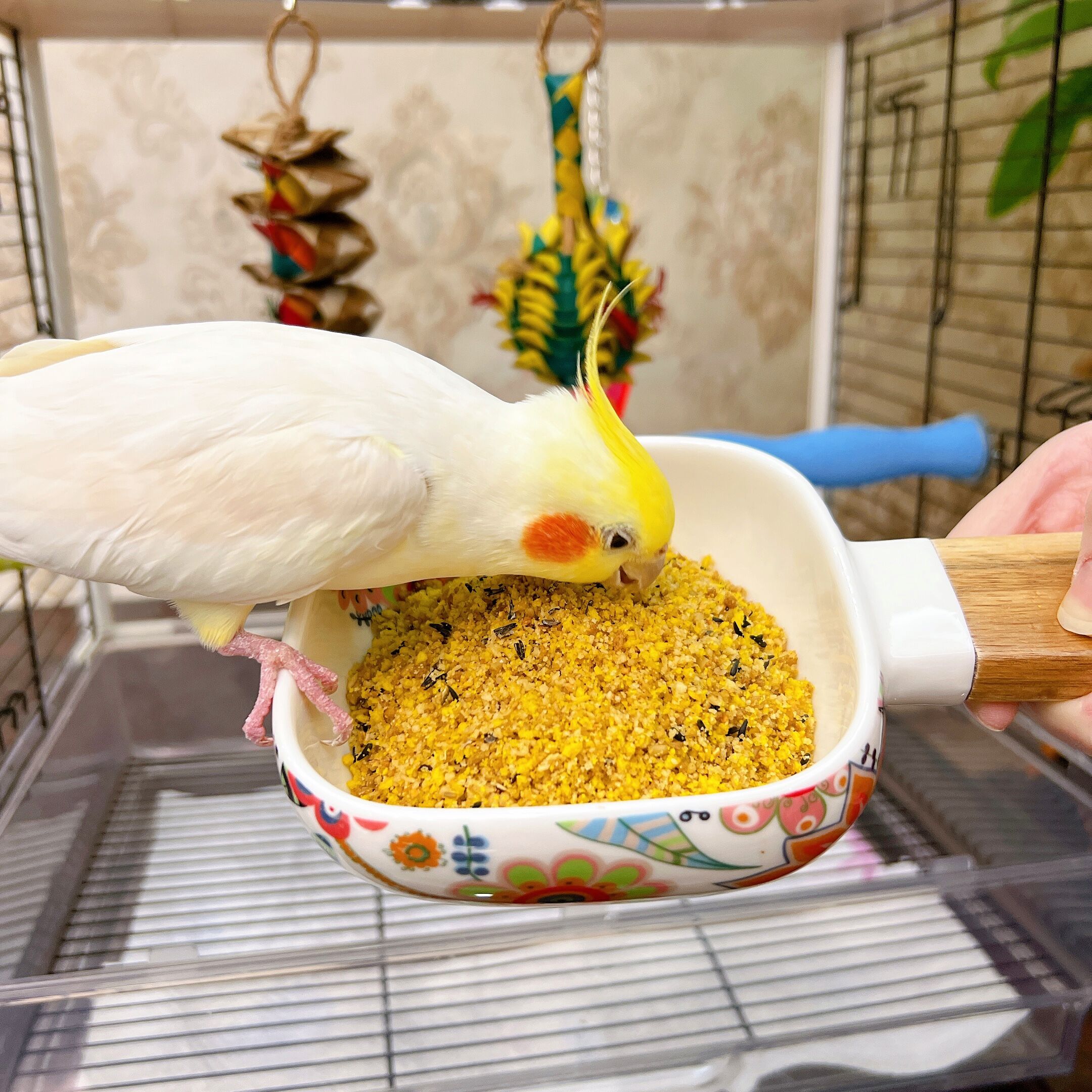 维特魔轮鹦鹉蛋粮美羽繁殖雏鸟断奶营养玄凤虎皮牡丹鸟粮进口饲料 - 图2