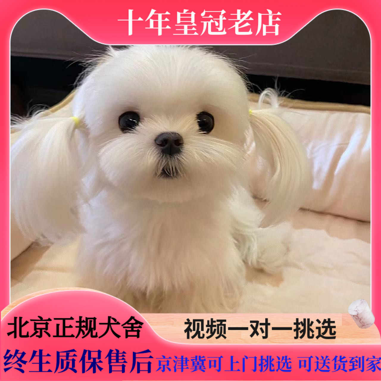 犬 エクステ チョンボ 春 おしゃれ かわいい 冬 小型犬 国産 大型犬 夏 おもしろ 秋 中型犬
