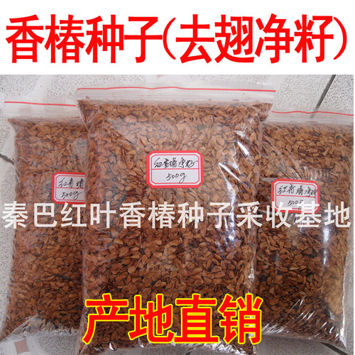秦巴新款北方简单红叶红油种籽芽苗菜种四季芽香椿树苗种子阳台种 - 图1
