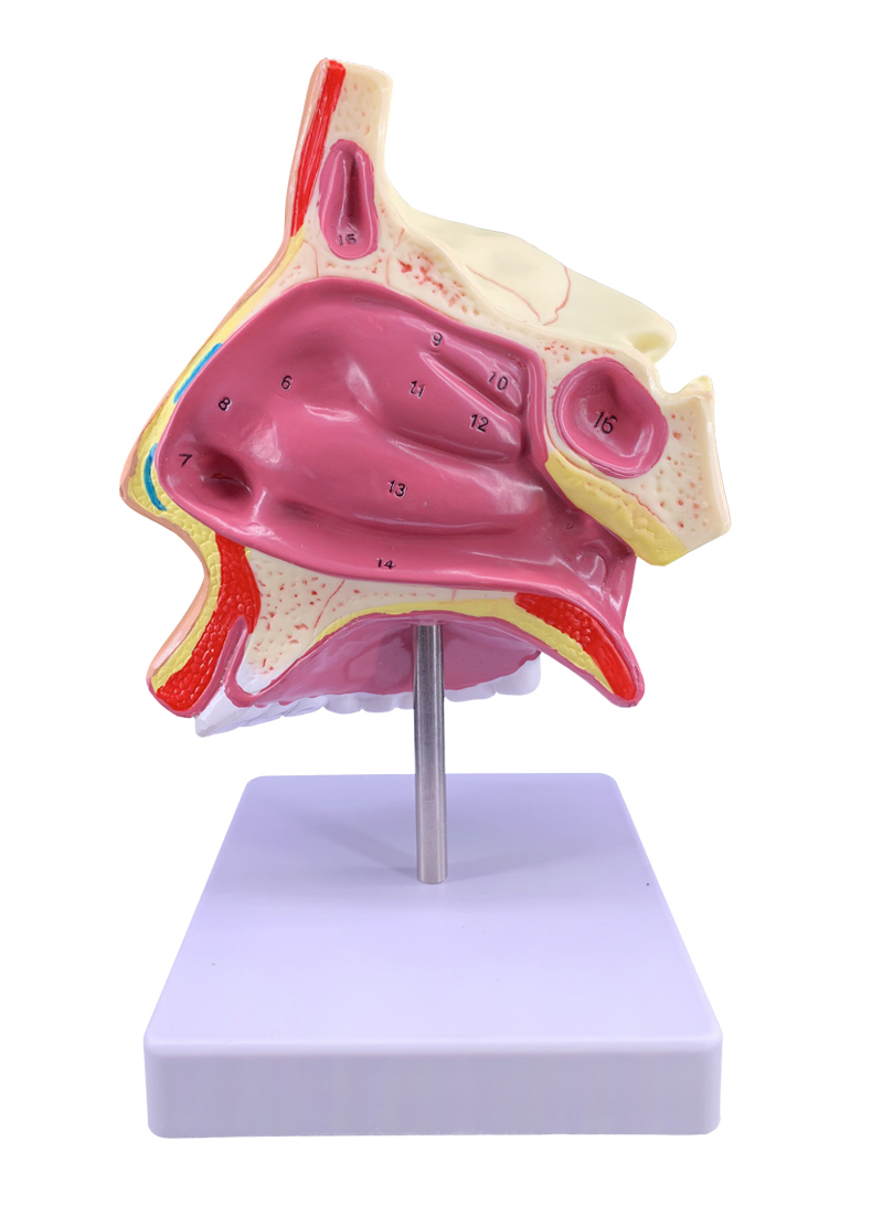 人体鼻腔鼻子解剖模型咽喉口鼻矢状解剖模型耳鼻喉科五官教学模型-图3