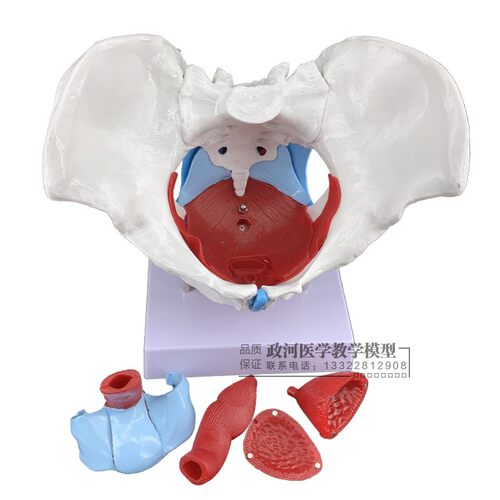 女性骨盆及盆底肌肉模型  盆骨模型 人体骨骼模型 产妇盆骨模型 - 图2