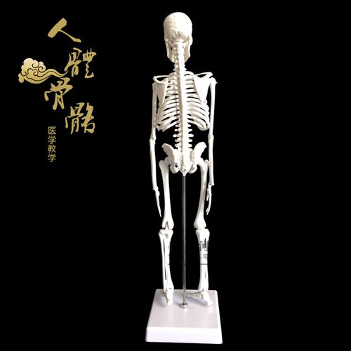 人骨架标本玩具人体骨骼模型45CM 髅骼骨头 人体解剖关节示教模具 - 图1