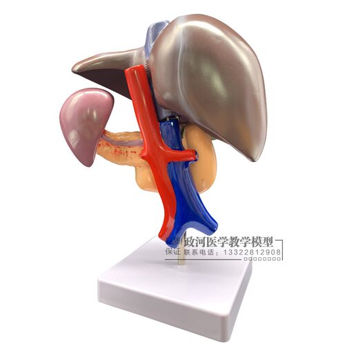 肝脏模型肝脏教具 医学用肝解刨模型 胰 脾 十二指肠胰腺结构模型 - 图3