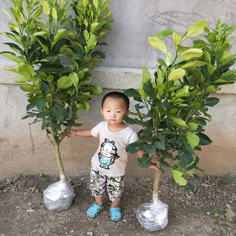 柚子树苗红心红肉蜜柚嫁接三红蜜柚果树果苗南方北方种植当年结果 - 图0