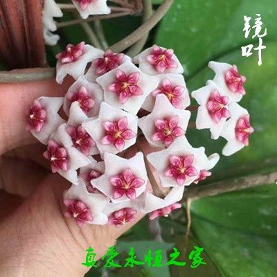 四季球兰带花大苗当年开花卉室内外爬藤大苗攀援植物盆栽吊兰包邮 - 图1
