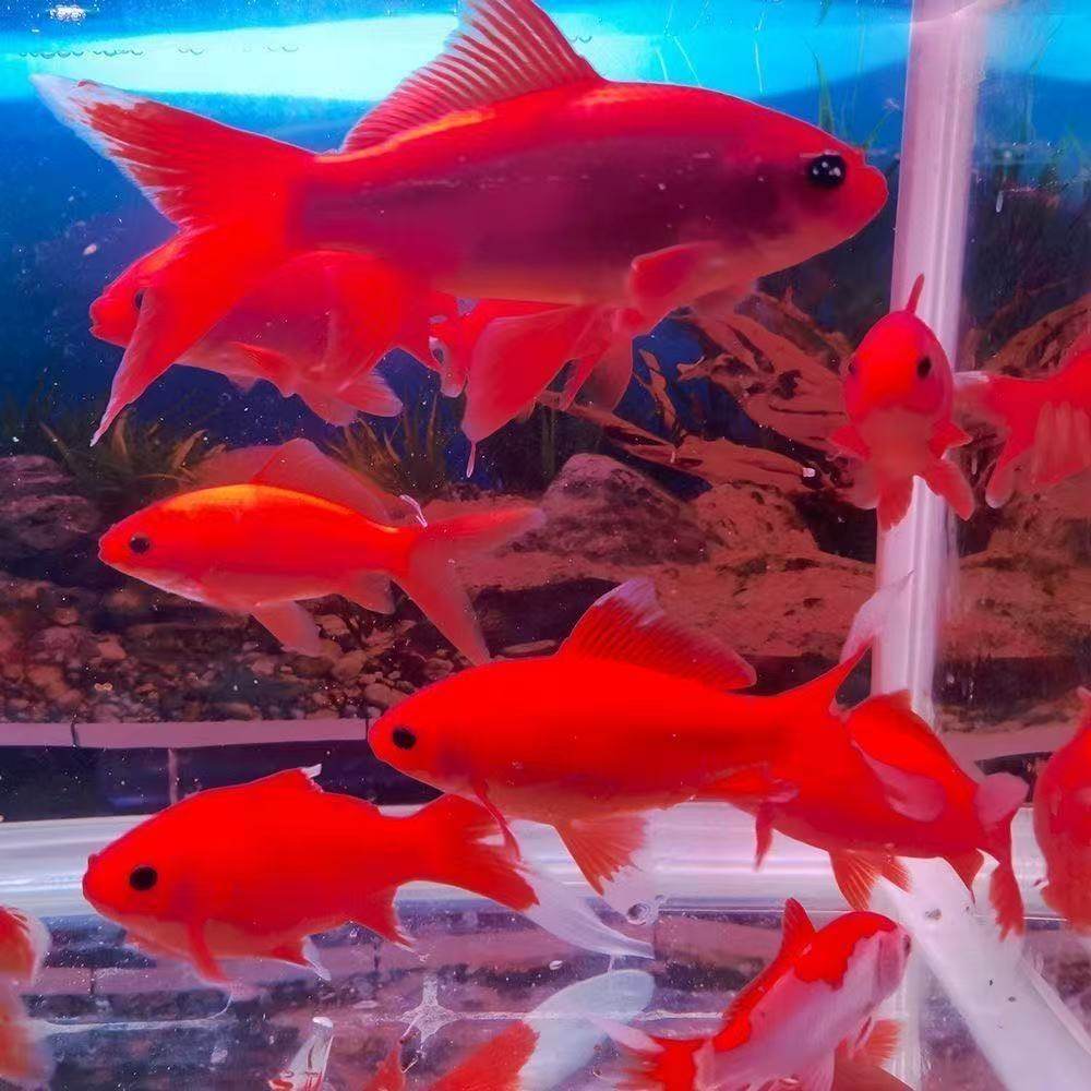 冷水鹦鹉鱼冷水观赏鱼血红好养耐活草金鱼黑眼葡萄眼练手鱼耐寒冷,淘宝优惠券,粉丝福利购,淘宝优惠卷