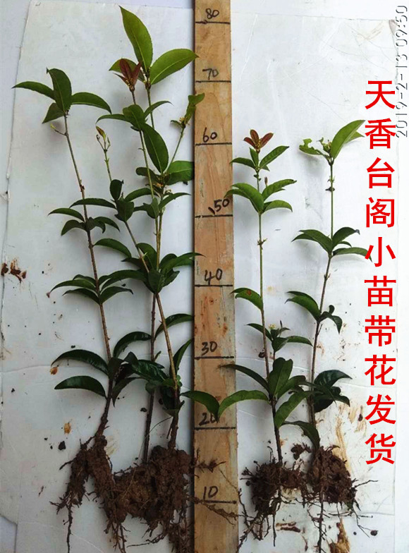 天香台阁四季桂花佛顶珠日香桂花卉盆栽易活 四季植物盆栽年宵花