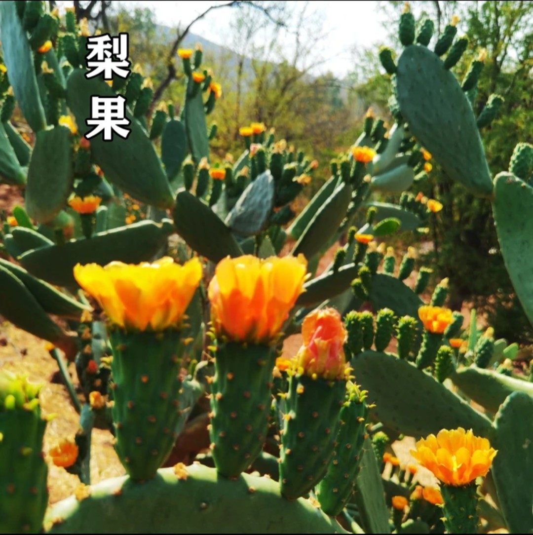 云南食用仙人掌品种大全宝塔云钻滇红梨果苗盆栽种植片中药材外敷,淘宝优惠券,粉丝福利购,淘宝优惠卷