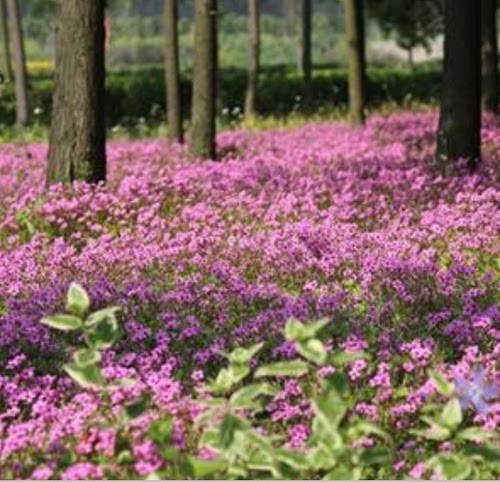 紫云英种子红花草食用野菜养蜂蜜源固氮果园绿肥植物高产牧草种子 - 图1
