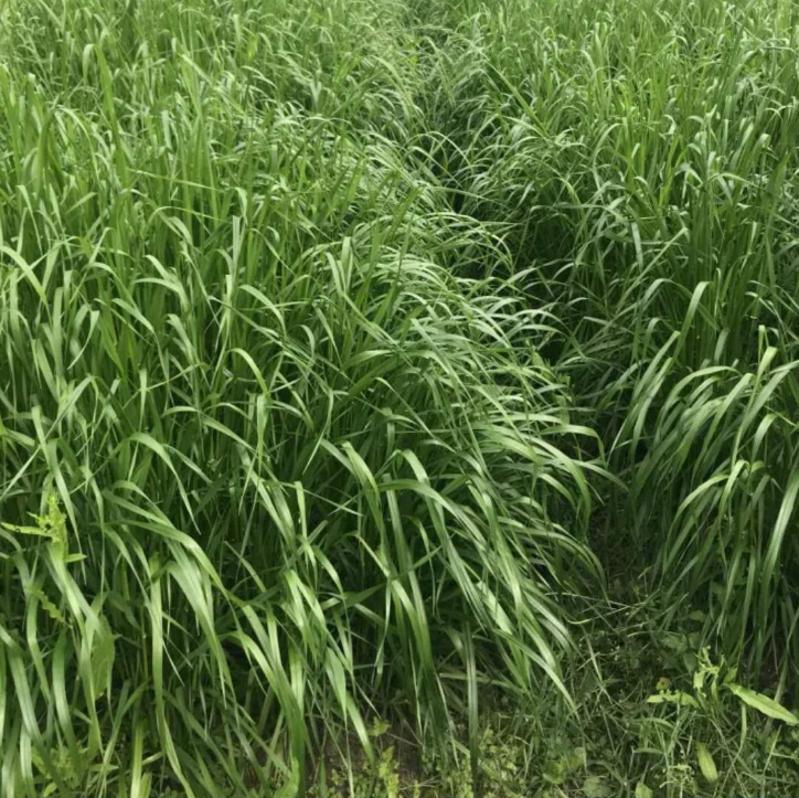 进口耐寒多年生黑麦草种子宽叶高产牧草种子猪牛羊鸡鸭鹅鱼草种籽 - 图2