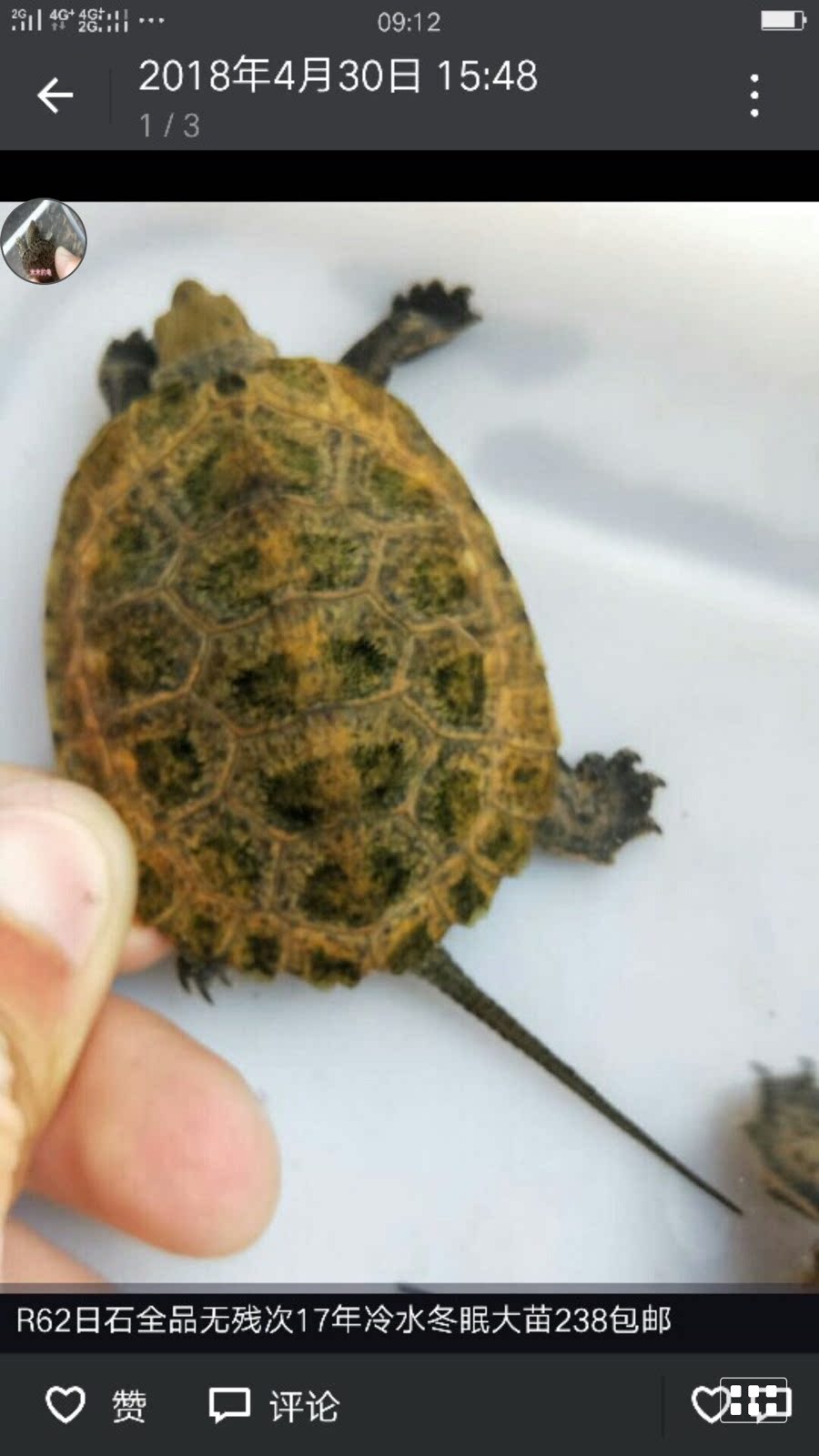 日本石龟 欧泽 剃刀蛋龟 麝香黄泽龟宠物活体包开食包邮包风险