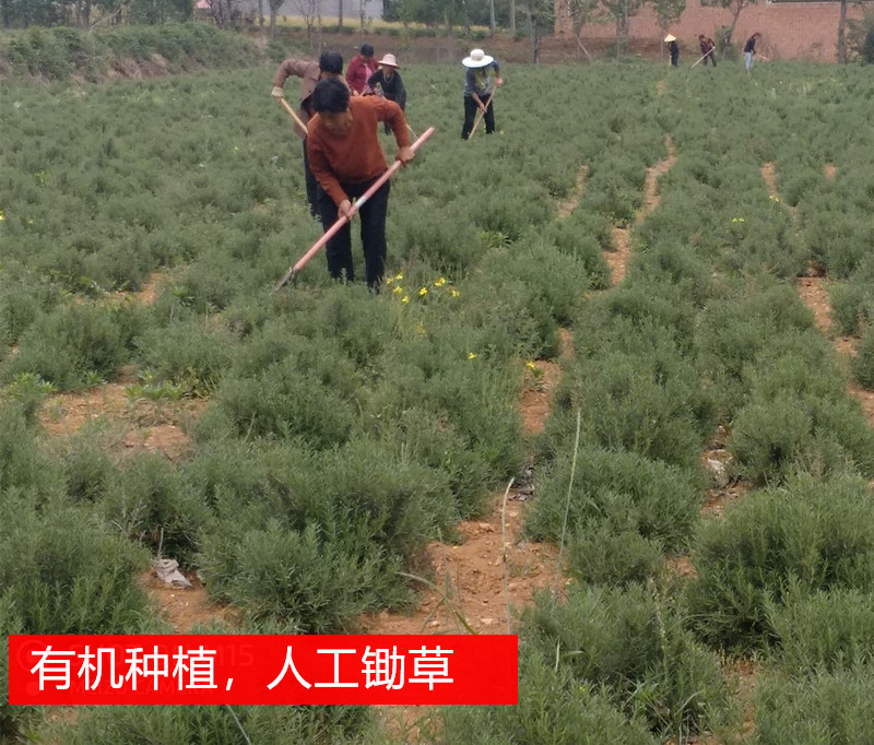 新鲜马鞭草酮迷迭香枝条做精油纯露用迷失香煮水用控油做马迷纯露-图1