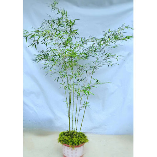 云南罗汉竹筇竹算盘竹子苗文人手杖材料室内庭院地栽绿植盆栽盆景 - 图1