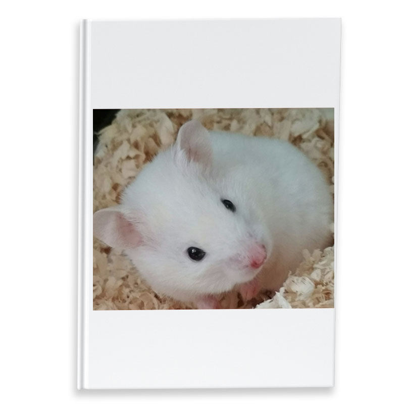 家养白熊白色短毛长毛卷毛金丝熊活物大体型超大纯白宠物仓鼠活体,淘宝优惠券,粉丝福利购,淘宝优惠卷