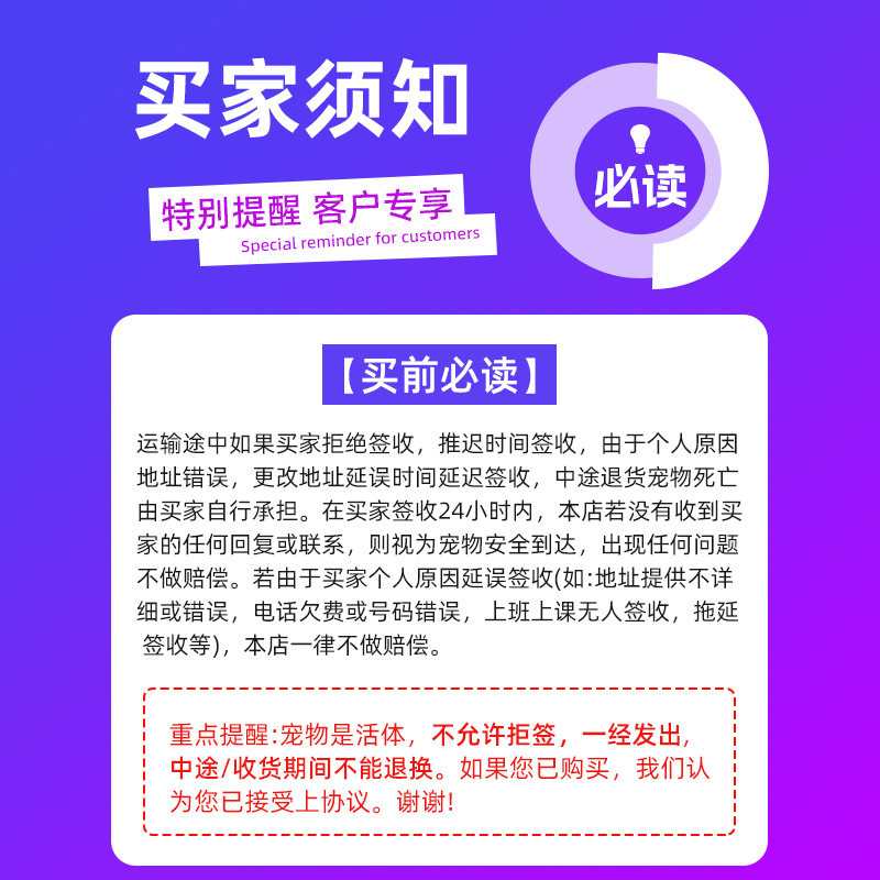 家养白熊白色短毛长毛卷毛金丝熊活物大体型超大纯白宠物仓鼠活体,淘宝优惠券,粉丝福利购,淘宝优惠卷