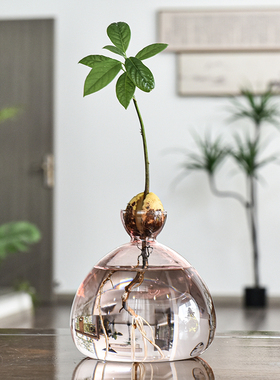 日式牛油果水培玻璃花瓶彩色花瓶