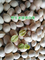 (Mountain Pointed Lily) Guizhou Deep Mountain Old Tree Ginkgo White Fruits Gingko Fruits Natural Airing 500g 