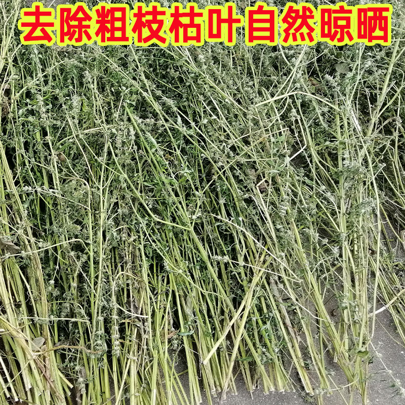 野生益母草中药材新鲜晒干月经姨妈泡茶干草药用500g包邮 - 图0