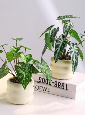 仿真绿萝龟背竹小盆栽绿植办公室植物摆件客厅发财树盆景桌面摆饰