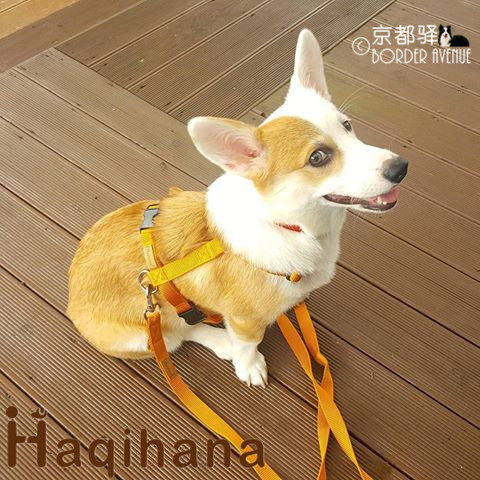 京都驿丨意大利haqihana哈绮哈娜加长宠物狗胸背带中国总代理 京都驿宠物生活馆 淘优券