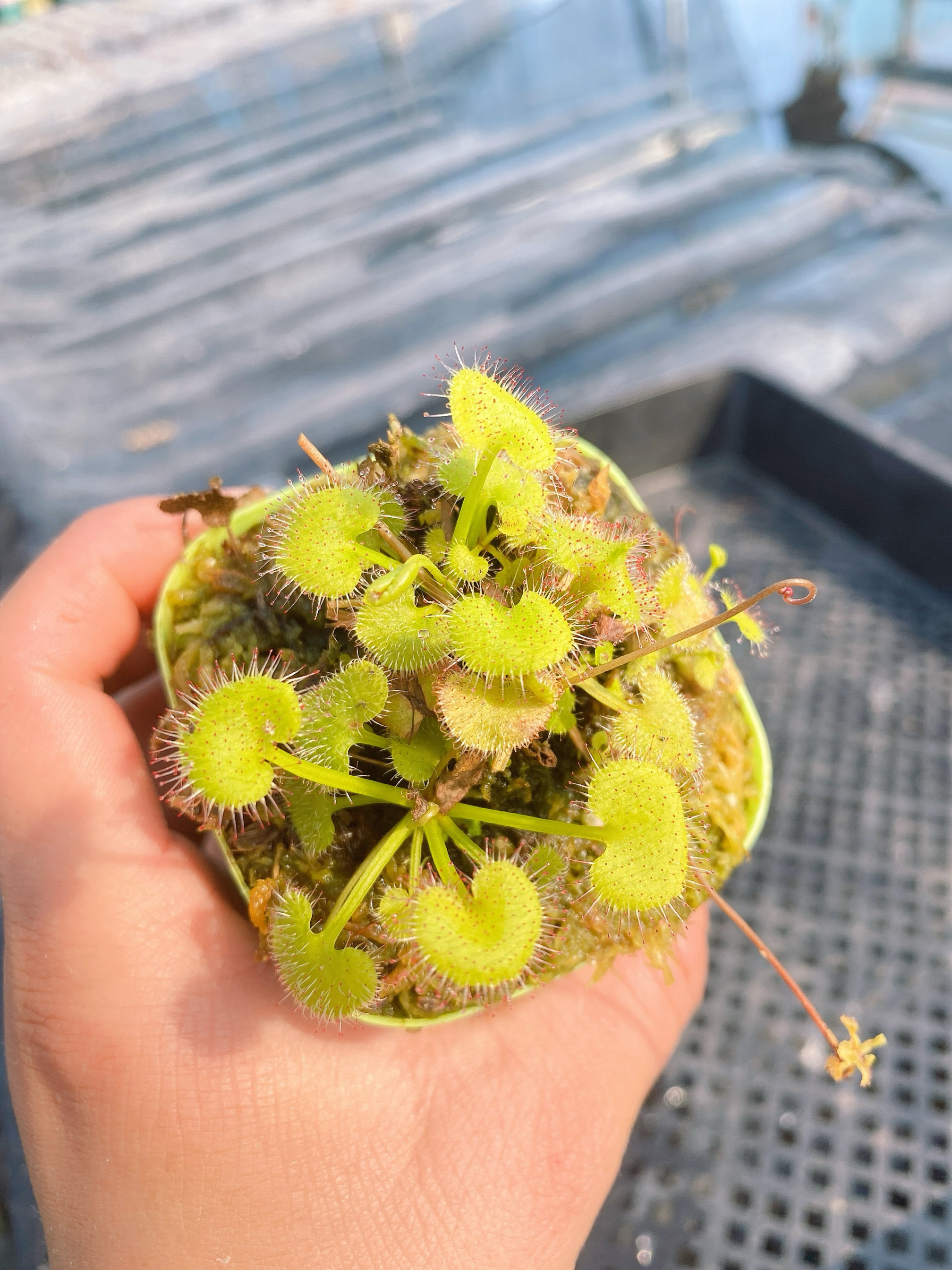 爱心/负子茅膏菜 喜阴食虫草食虫植物粘液捉虫子驱蚊草驱虫草盆栽,淘宝优惠券,粉丝福利购,淘宝优惠卷