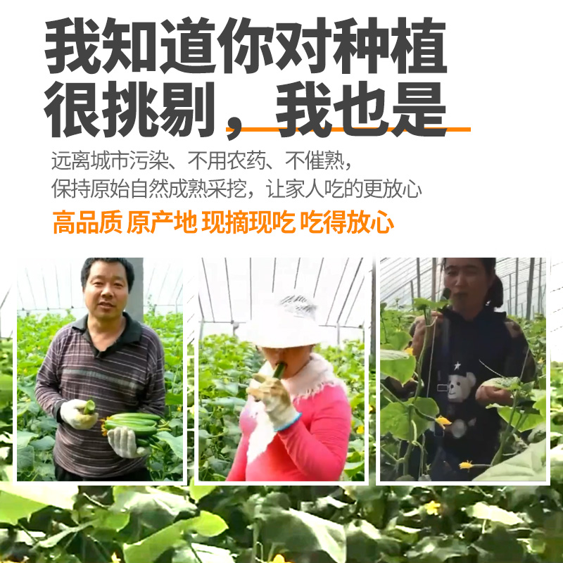 翡翠荷兰水果黄瓜新鲜小黄瓜5斤现摘小青瓜蔬菜农家10山东旱生吃 - 图0