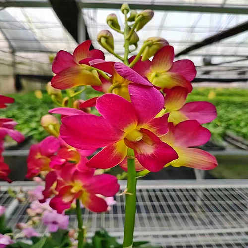 秋石斛 贵妃 石斛盆栽洋兰花卉办公室阳台绿植网红石斛兰花苗 - 图1