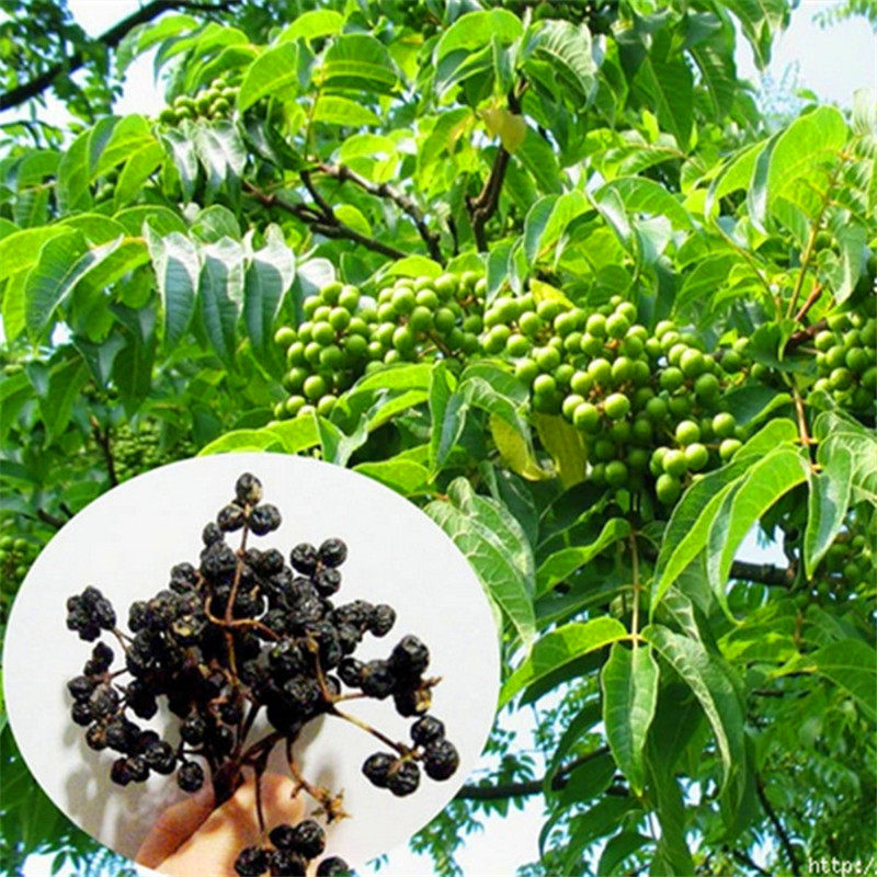 俄罗斯野生黑果野生果100克天鹅绒天然黑果植物正品进口_虎窝淘