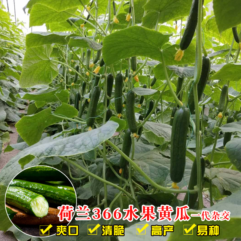 荷兰366水果黄瓜种孑青瓜无刺小黄瓜种子春秋冬四季盆栽蔬菜种籽-图0