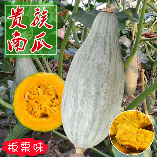 牛腿南瓜种籽新疆贵族南瓜种子板栗金丝栗瓜丑瓜春秋冬季四季阳台 - 图3