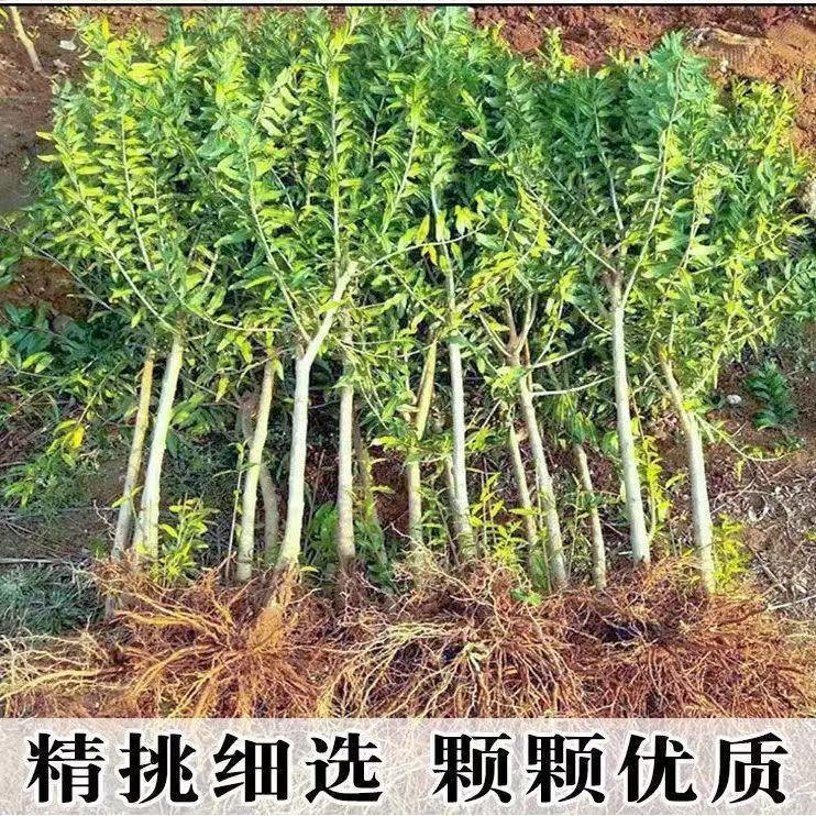 【包活】石榴树苗耐寒地栽特大盆栽突尼斯软籽南北方种植当年结果 - 图2