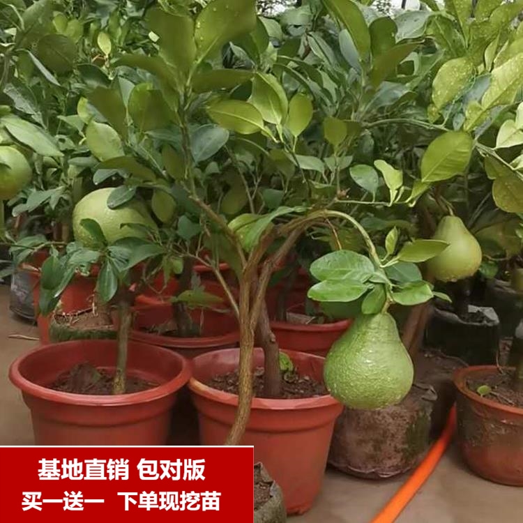 正宗红心柚子树苗密柚当年结果南方种植泰国红宝石柚子苗嫁接树苗-图3