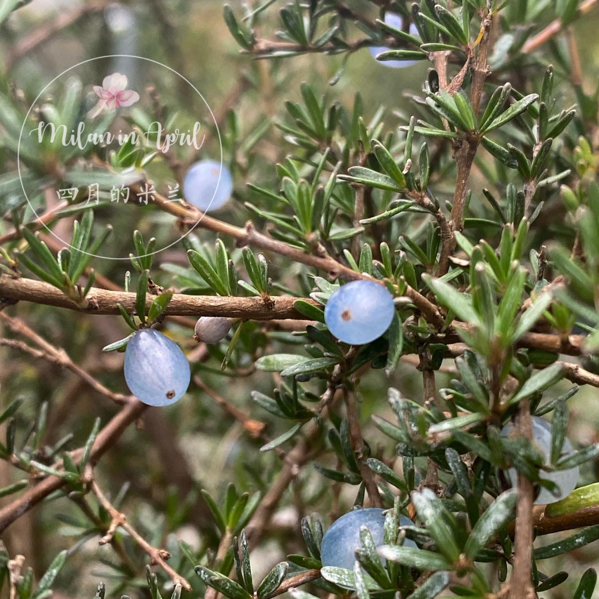 蛋白石莓盆栽新西兰灌木宿根可食用浆果进口植物稀奇抗性好多年生-图0