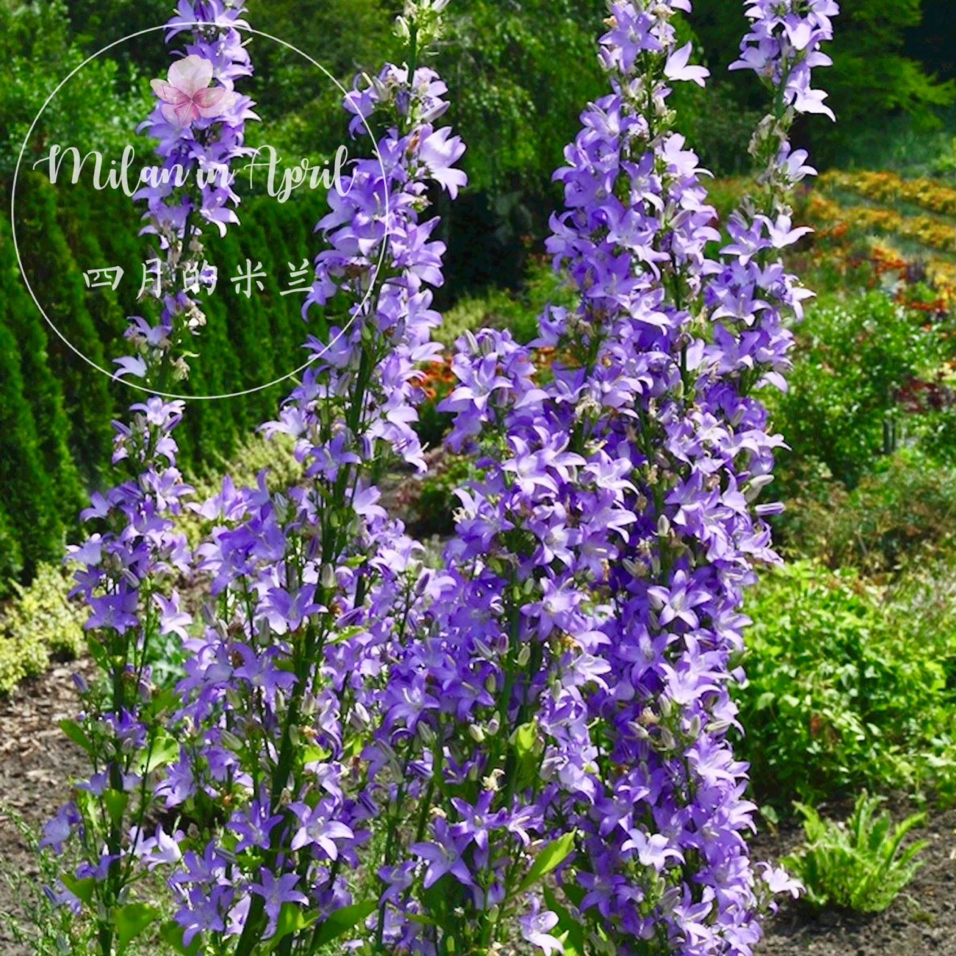 巨型塔状风铃草花多年生爆花推耐寒四季开花盆栽岩石花园地被花苗 - 图3