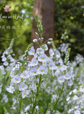 室内外栽种多花淡蓝色花卉