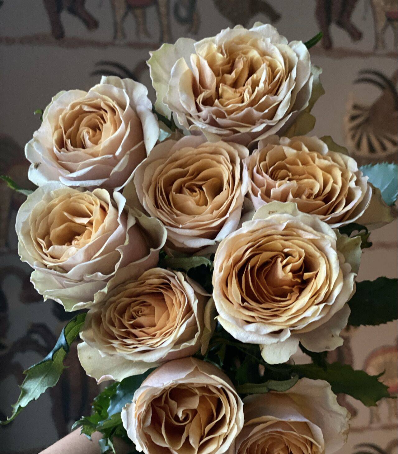 花思雨【黄金芥末】肯尼亚超新品月季切花玫瑰复古色盆栽庭院花苗