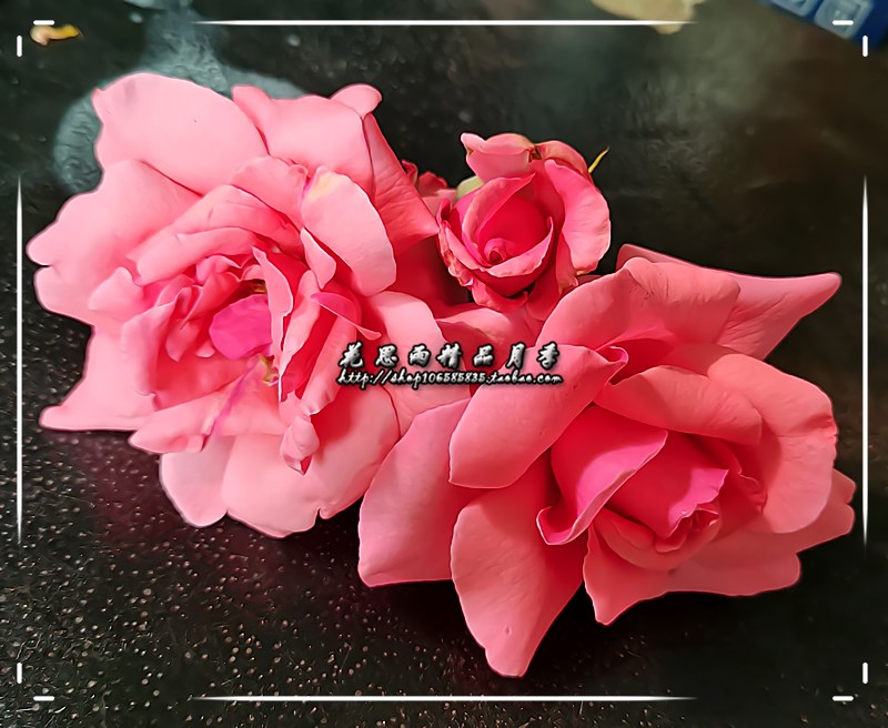 花思雨【粉扇】特大型月季花四季勤开抗病耐寒庭院绿植盆栽花卉_虎窝淘