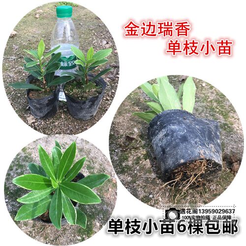 金边瑞香盆栽老桩耐寒植物浓香型大苗带花苞室内观花净化空气花卉 - 图2