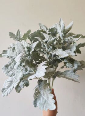 高档大号羊角叶银叶菊绿植配材