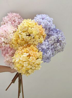 靓绣球室内中国紫阳花枝粉干花1