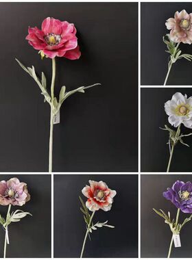 靓银莲室内中国白头翁枝白娟1