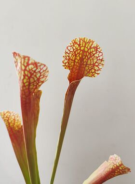 靓叶室内中国绿植枝咖啡手感1