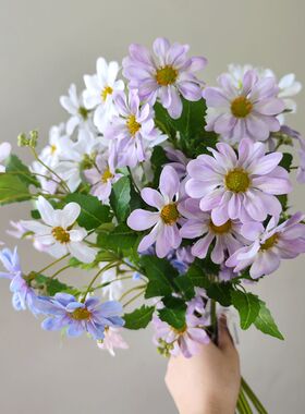 靓菊室内中国插花枝蓝娟花1