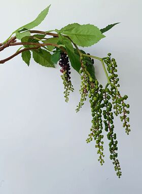 靓靓果子插花中国商陆一枝绿色配材1